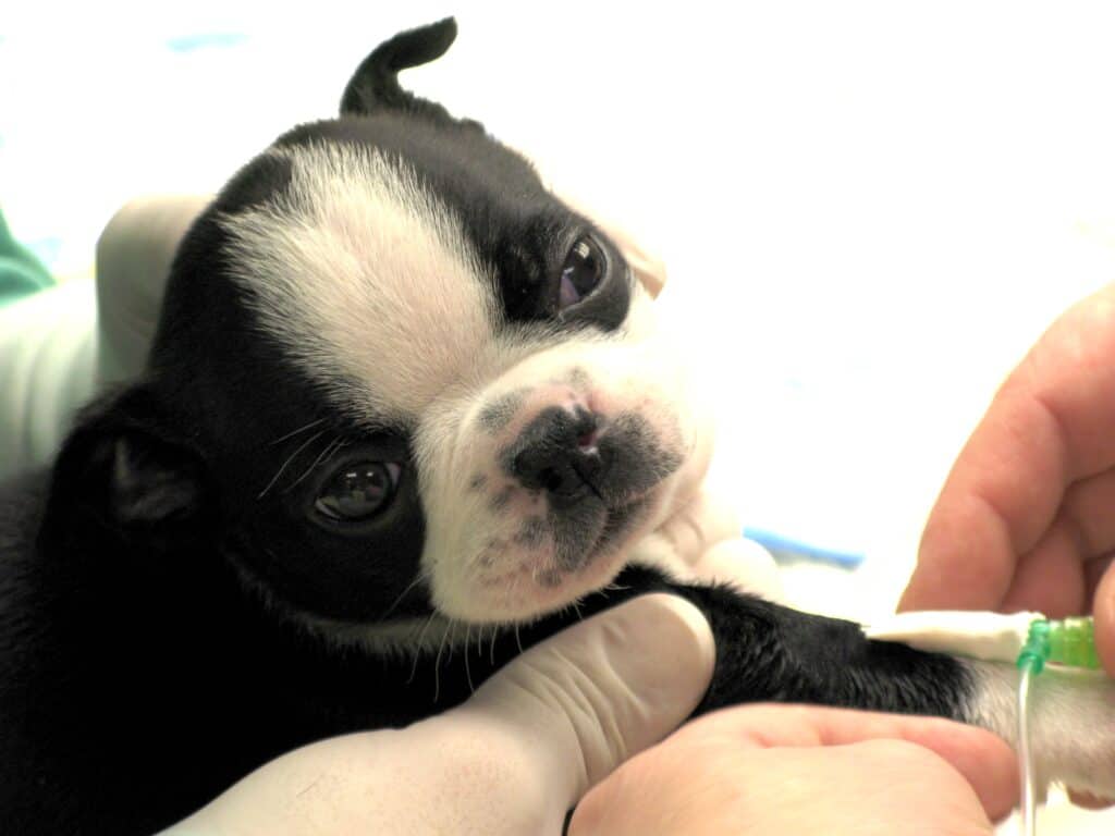 Boston Terrier puppy being tested for what health problems he has