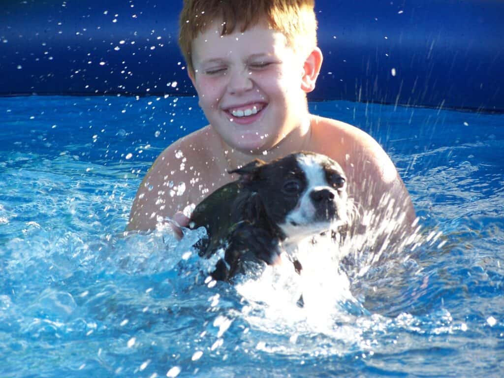 Little boy testing to see if his Boston Terrier is a good swimmer