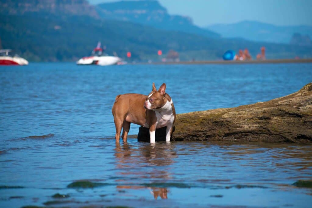 Boston Terrier going for a swim in the ocean