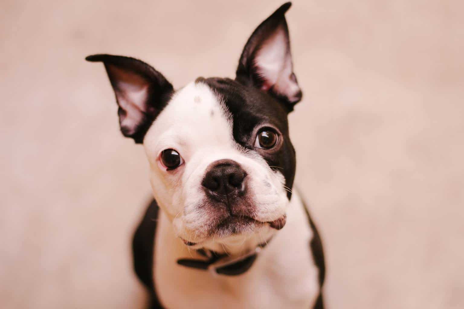 can you give a boston terrier benadryl