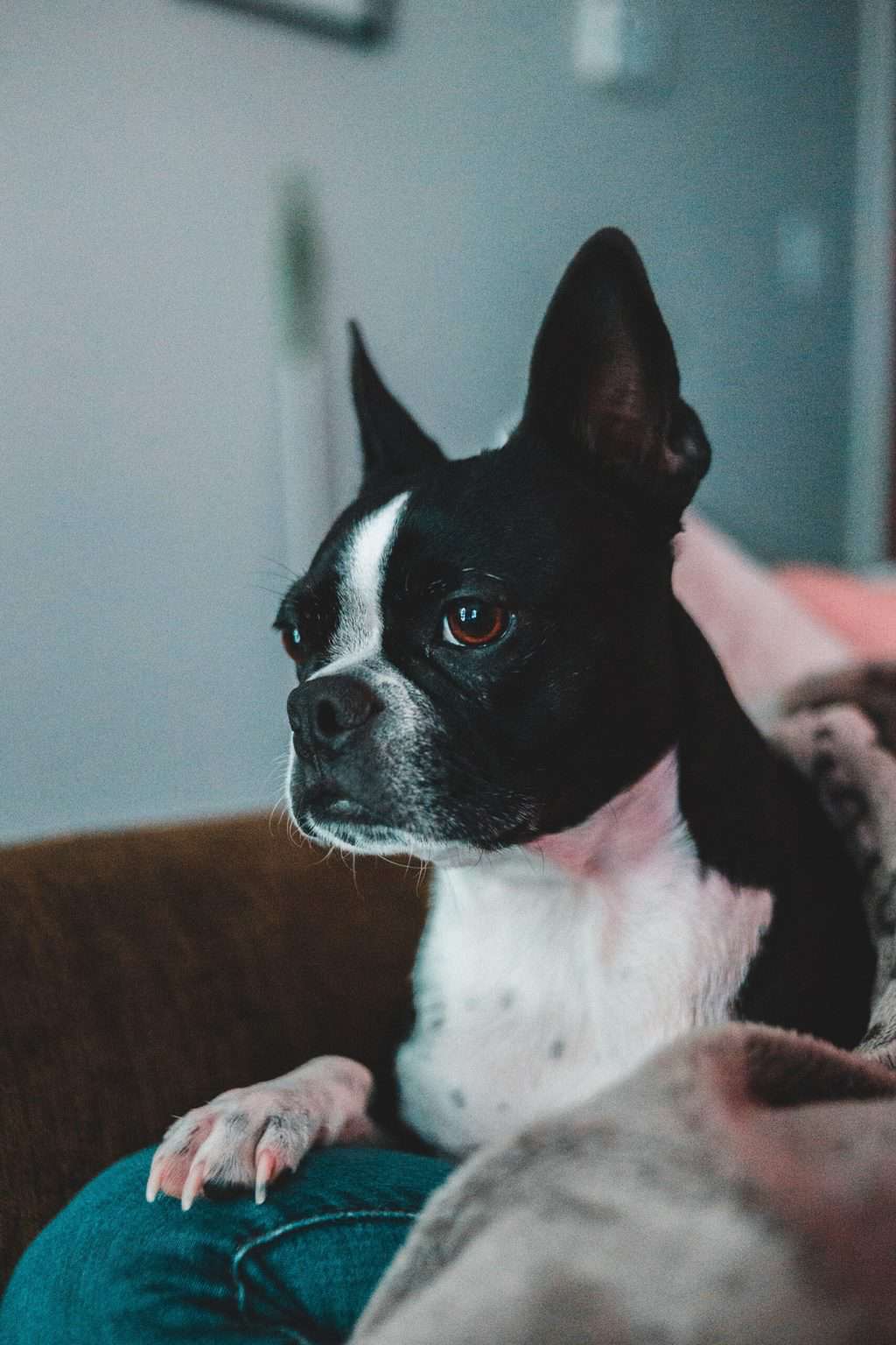 Boston terrier lying on top of a person's leg