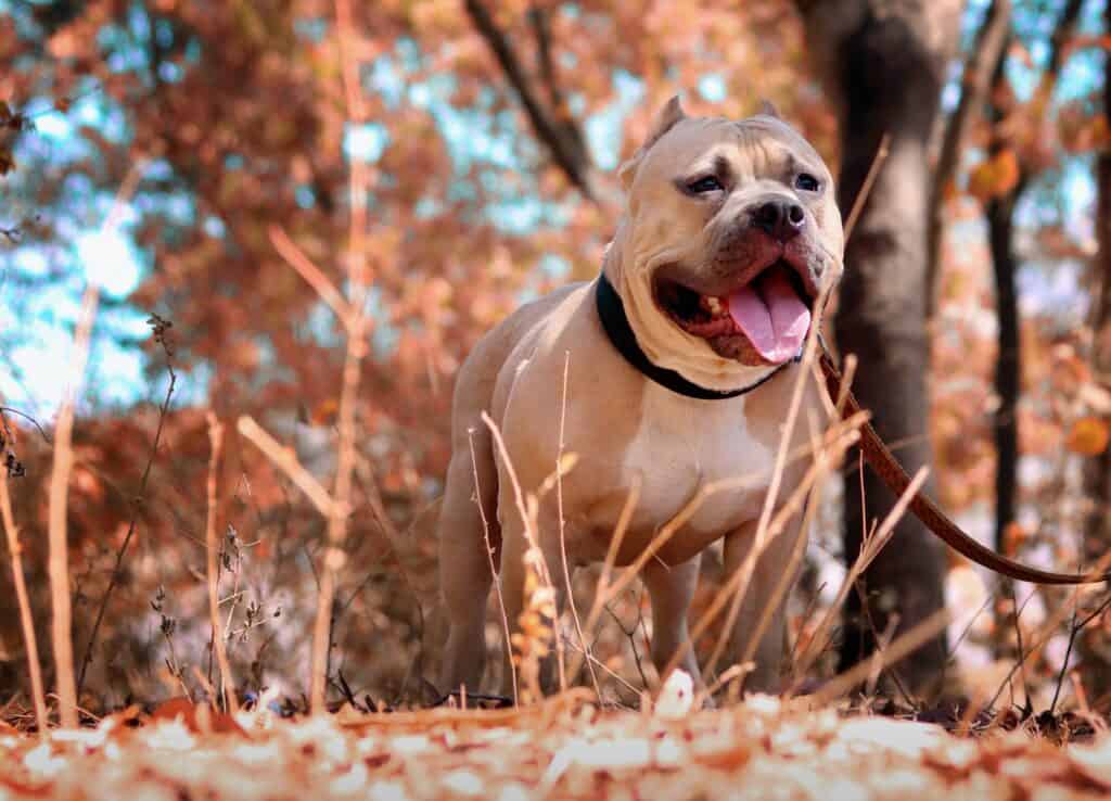 A pit bull be tan colored fur wearing a black collar and brown leash while standing on a pile of dried leaves