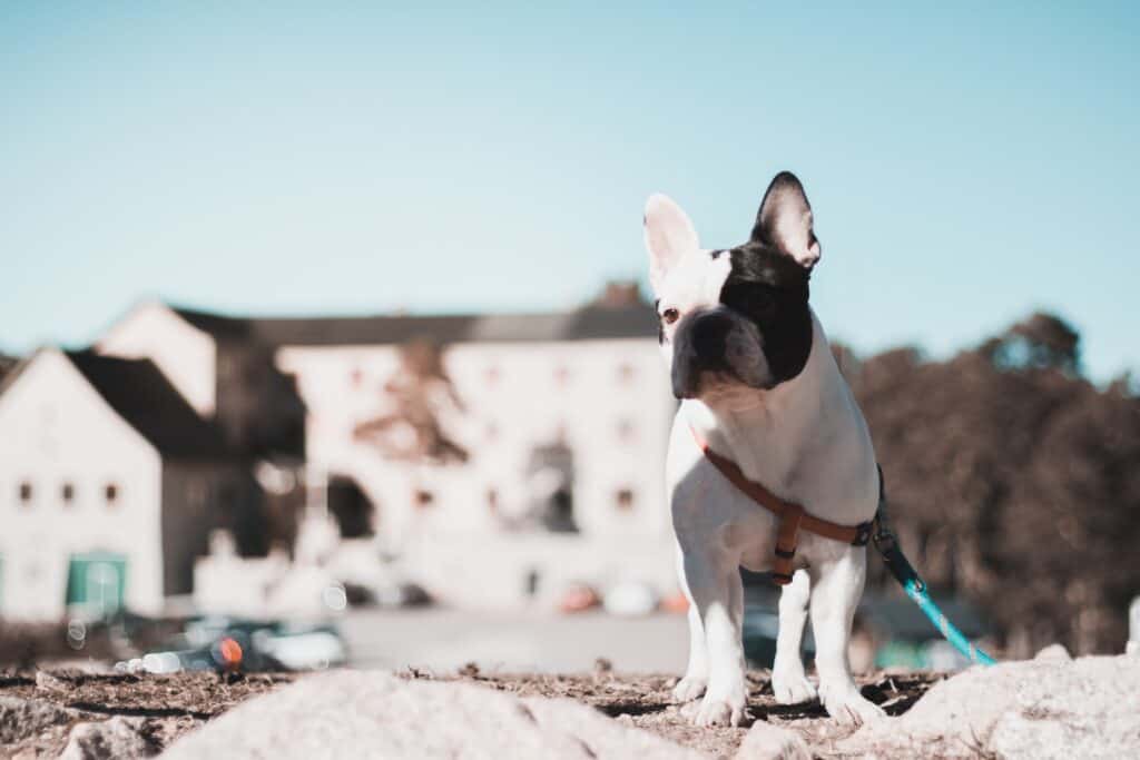 Boston terrier near buildings