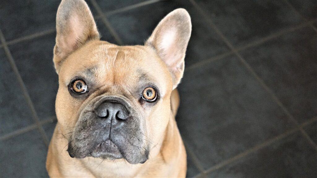 how closely related are boston terriers and french bulldogs