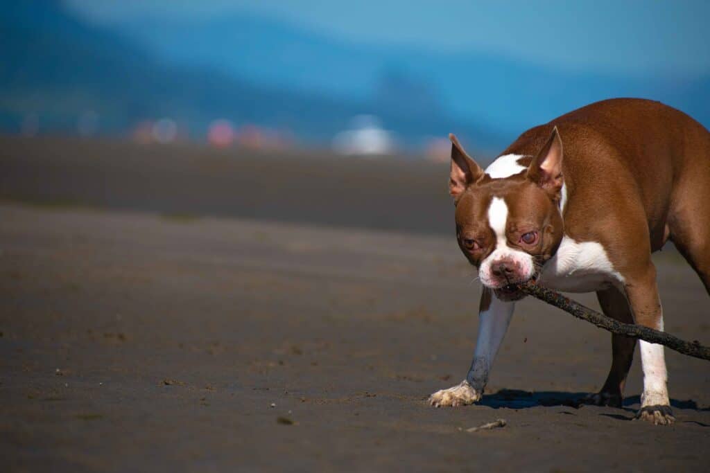 are brown boston terriers rare