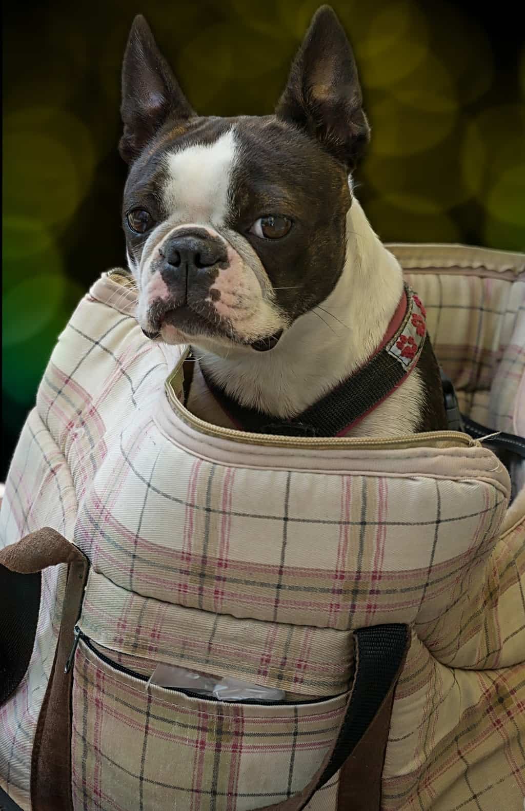 Everything You Need To Know About a Mini Boston Terrier TerrierHub