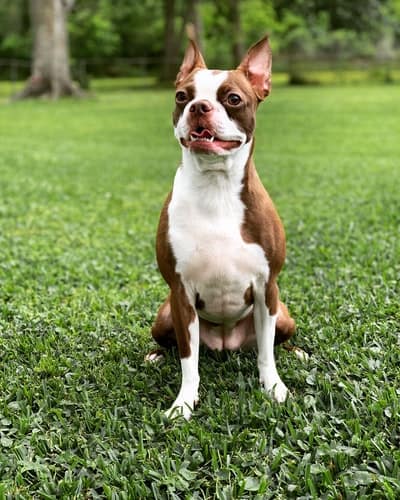 Everything You Need To Know About a Red Boston Terrier | TerrierHub