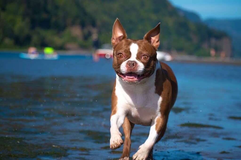 why do boston terriers eyes get red