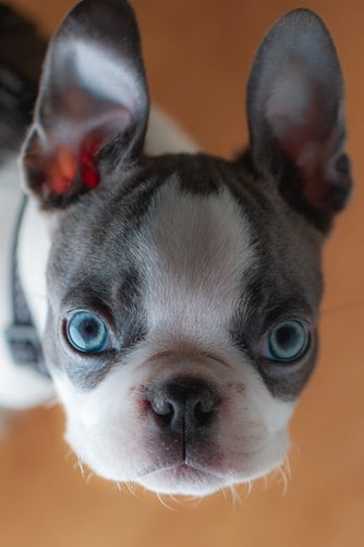 do boston terriers go deaf