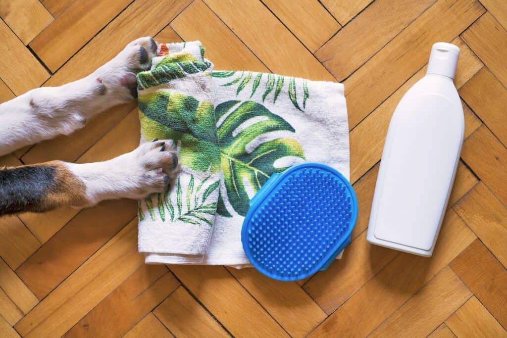 Materials needed for bathing Boston Terrier