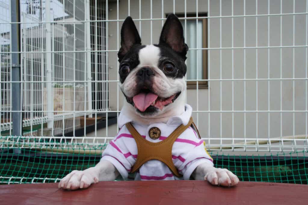 are boston terriers chewers