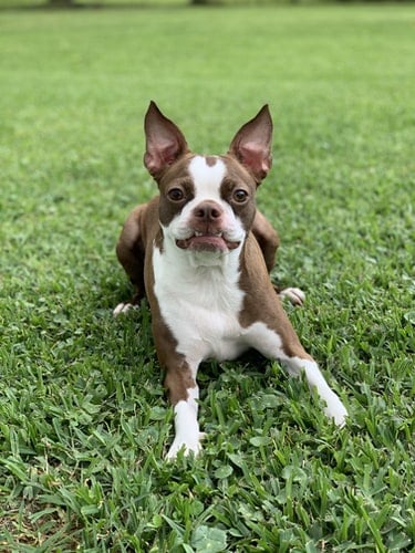 why do boston terriers reverse sneeze