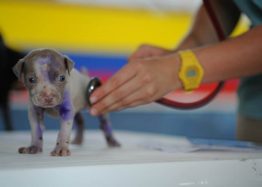 Gray and purple Boston Terrier puppy getting a check-up