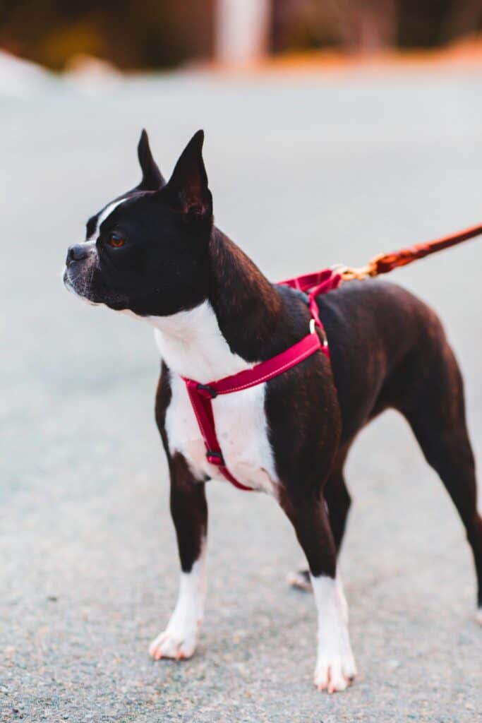 Seal Boston Terrier