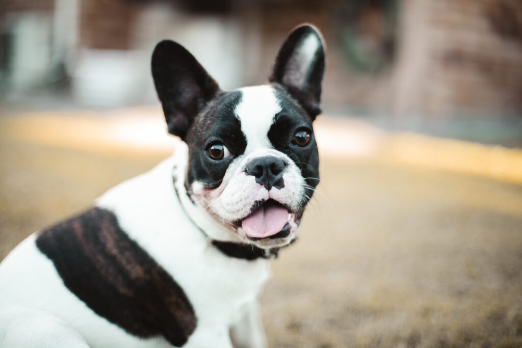 A close shot of a boston terrier with mouth opened