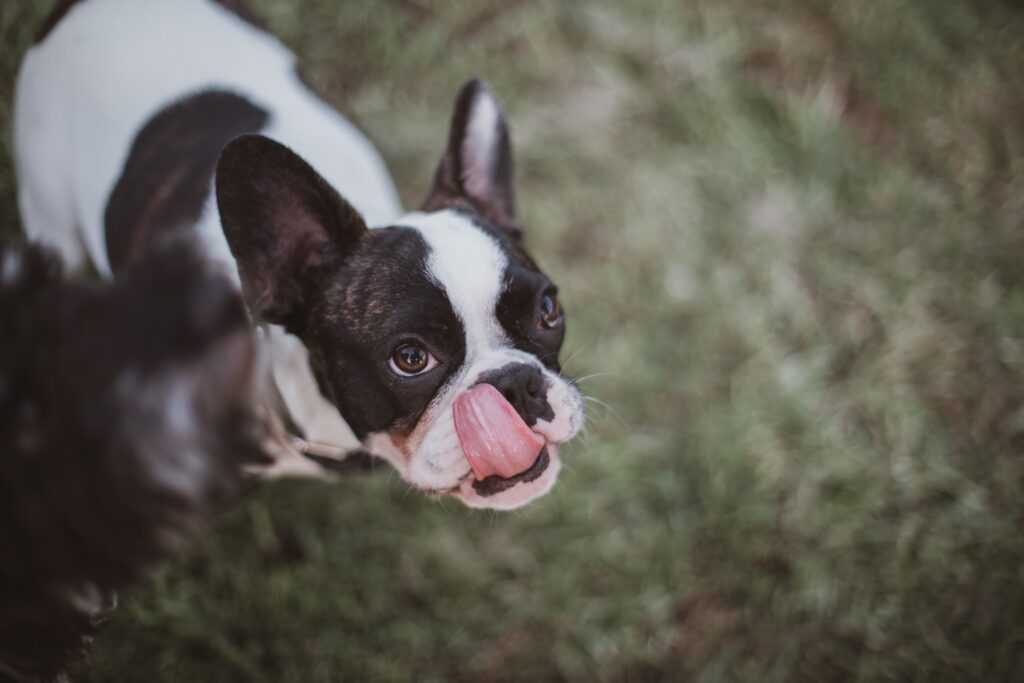 why do boston terriers fart so much