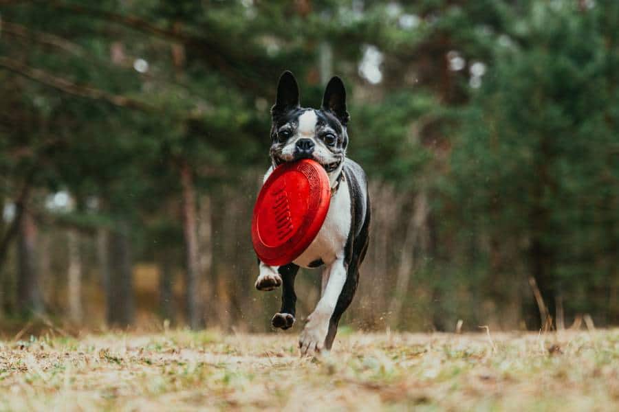 An adult Boston Terrier dog carrying a red frisbee with its mouth
