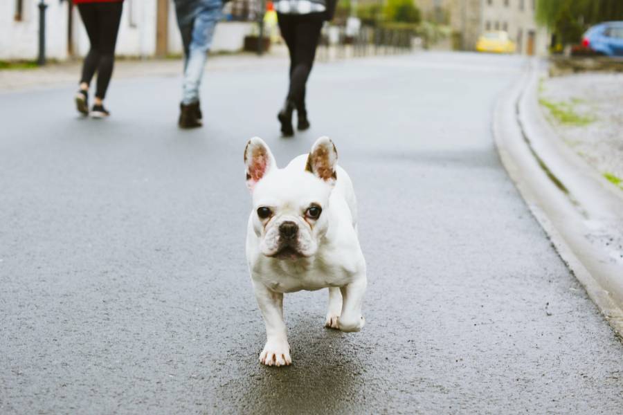 how long does it take for a boston terrier to fully grow