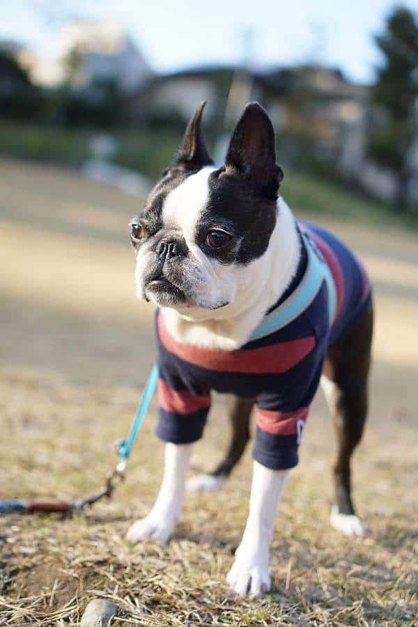 Boston terrier with a harness terrier wearing striped clothing