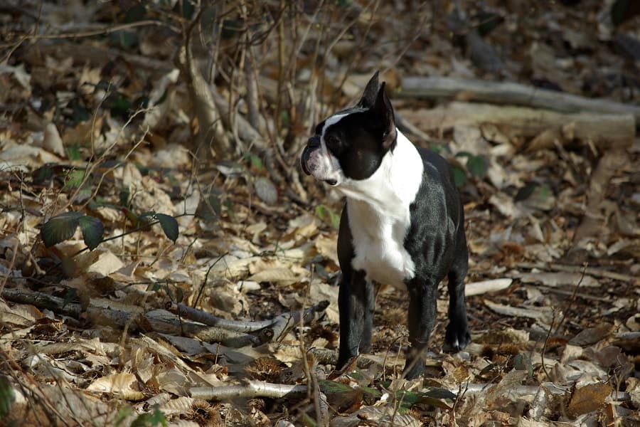 Boston terrier in the middle of a forest