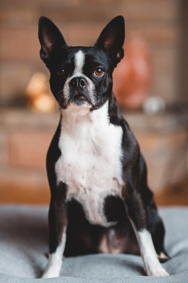 are boston terrier chihuahua easy to potty train