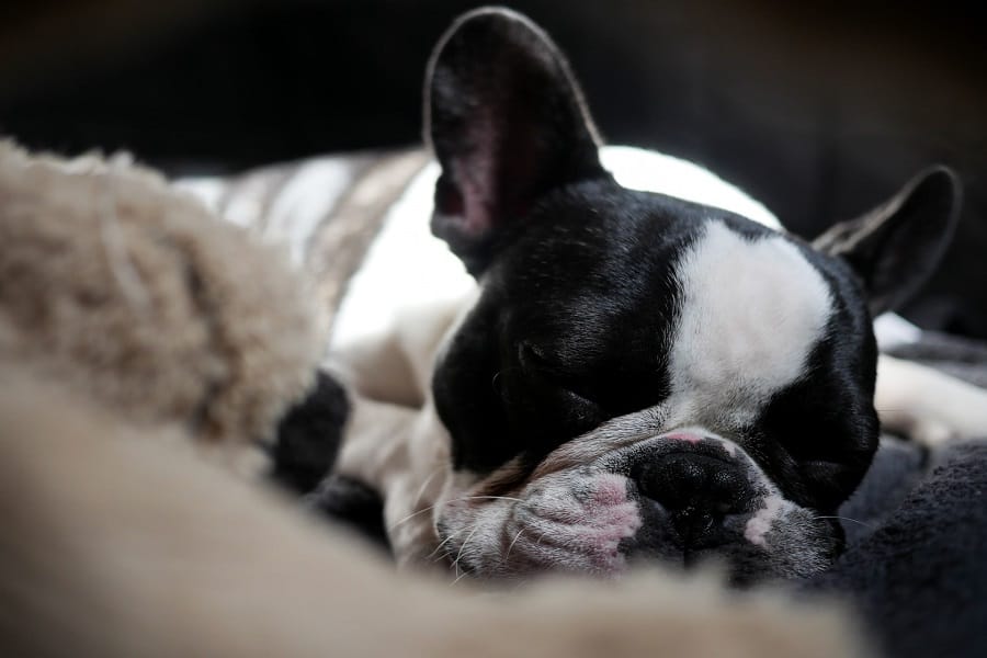 are boston terriers prone to heart failure