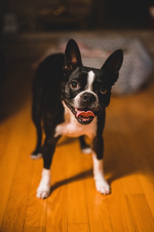 Boston terrier standing on wooden floor
