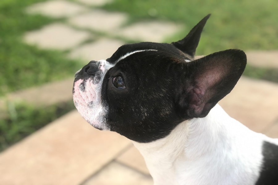 Boston terrier side profile