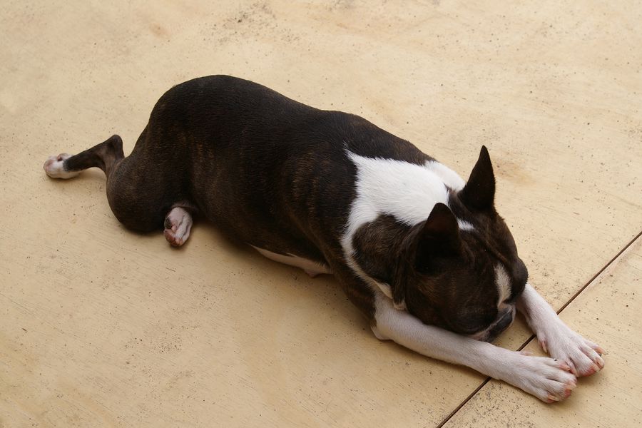 Sleeping Boston Terrier