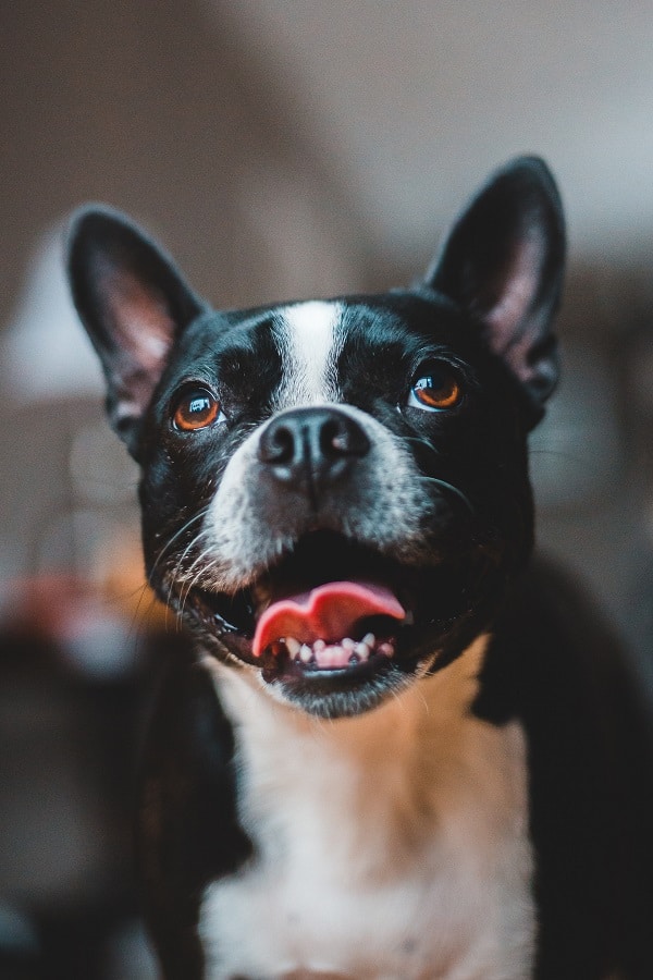 Selective focus of black and white Boston terrier dog