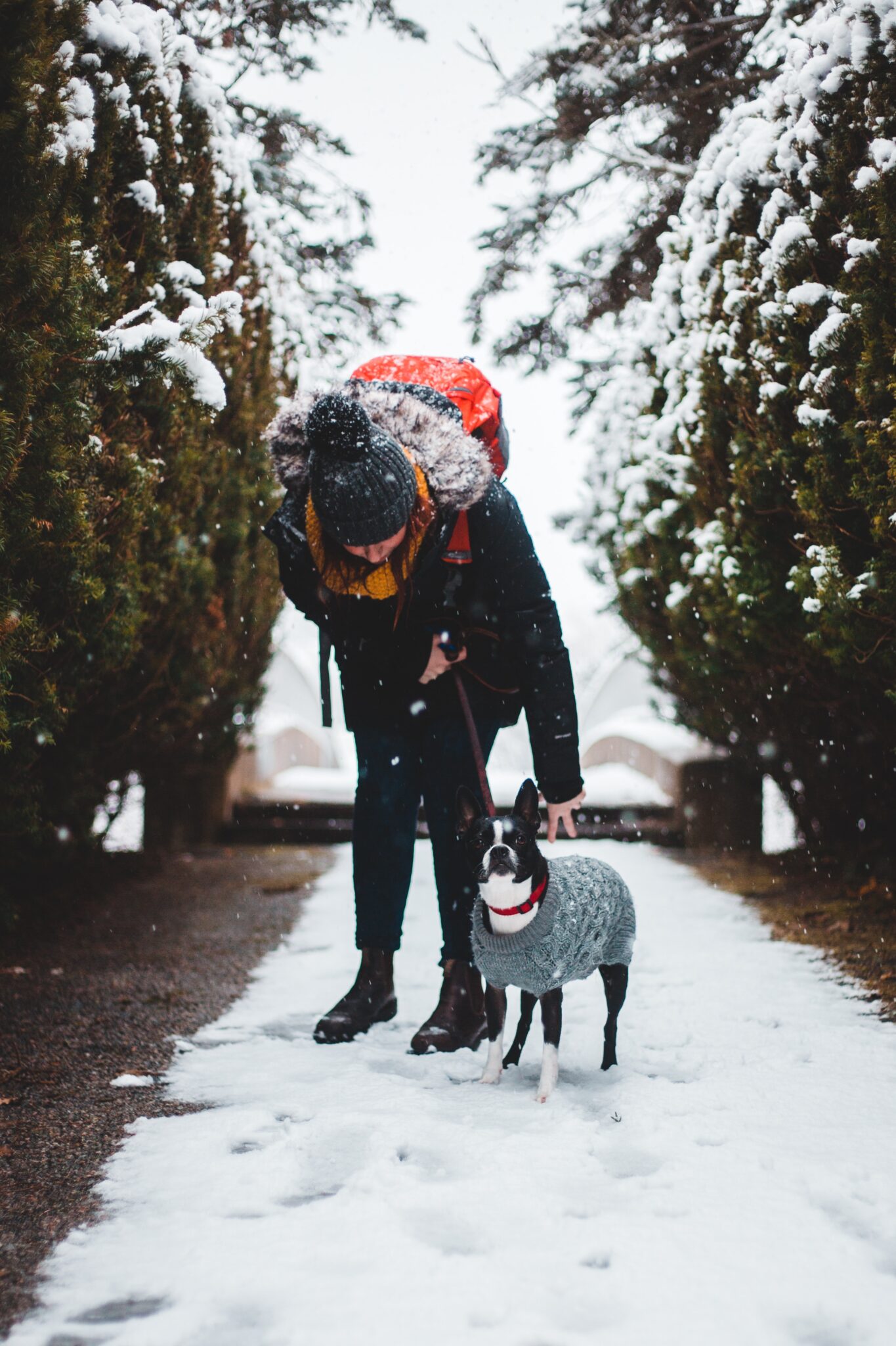 What Is Considered Cold For A Boston Terrier? Terrier Hub