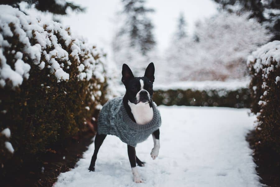 Boston Terrier standing on snow