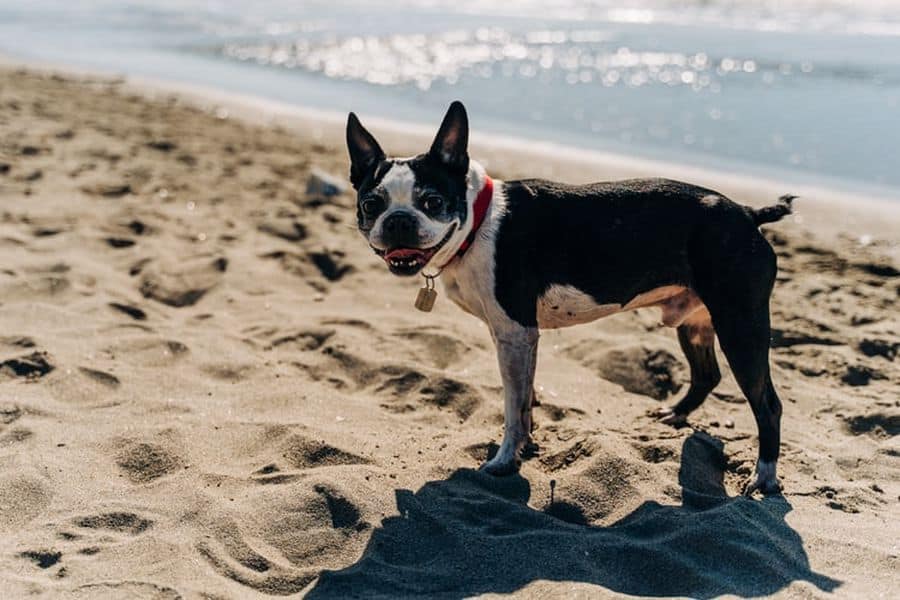 Boston Terrier with short tail