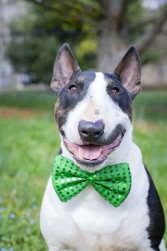 Bull terrier wearing a green bow tie