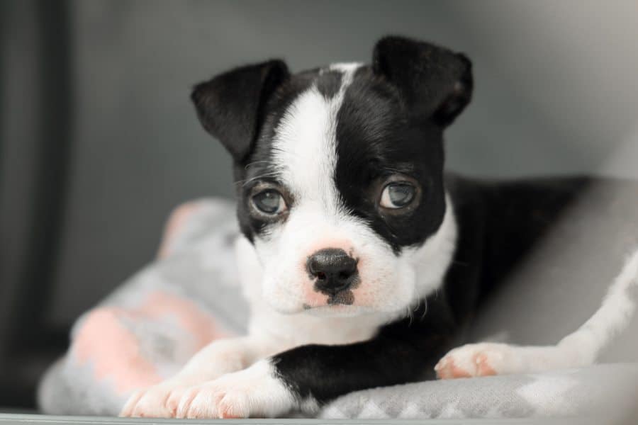 Boston Terrier puppy with black and white coatings lying on a gray mat