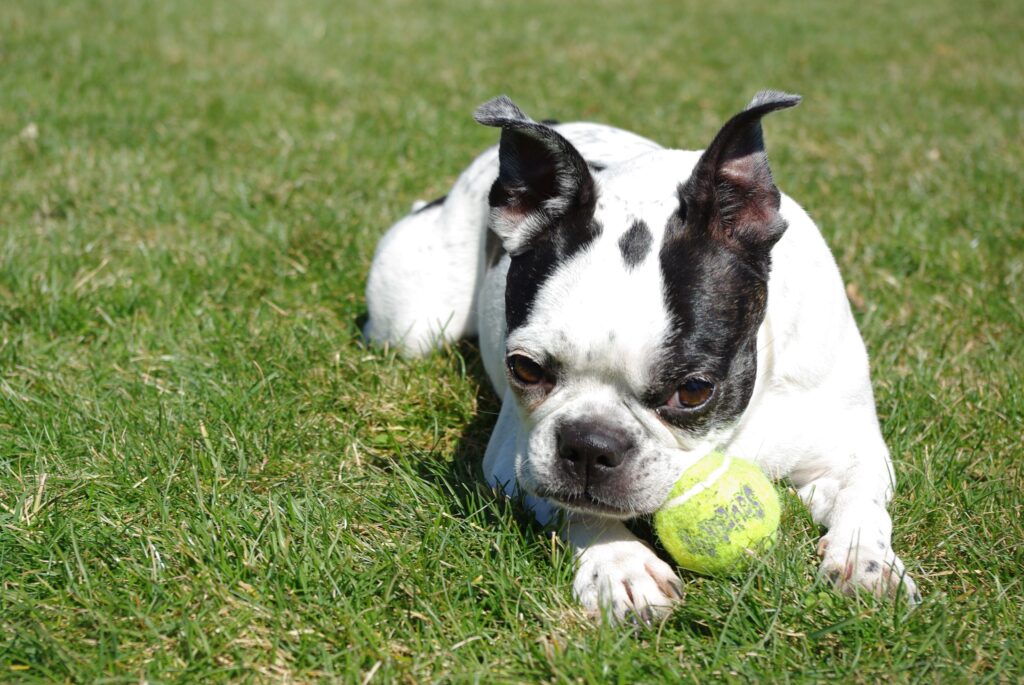 A splash boston terrier puppy playing with a tennis ball on the grass