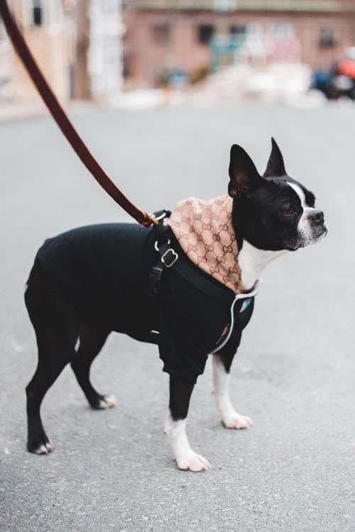 Boston Terrier out for a walk