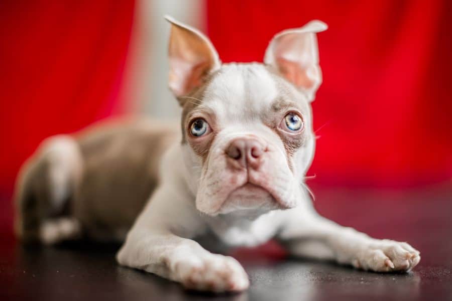 Blonde Boston Terrier puppy lying on a black wooden surface