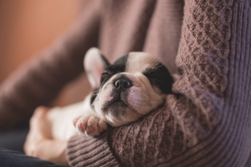 A Boston Terrier puppy sleeping on a cloth