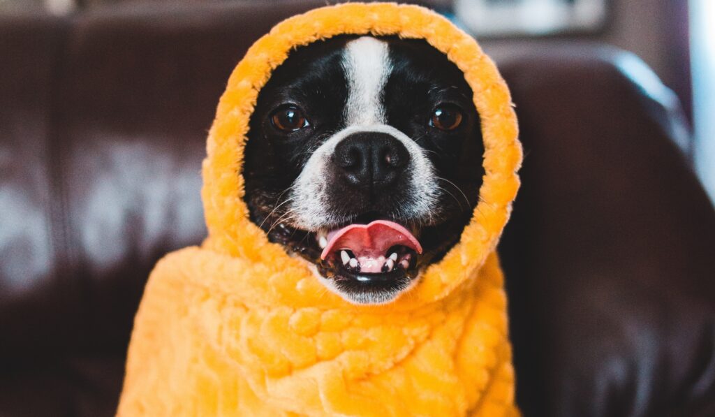 A Boston Terrier wrapped with a yellow cloth