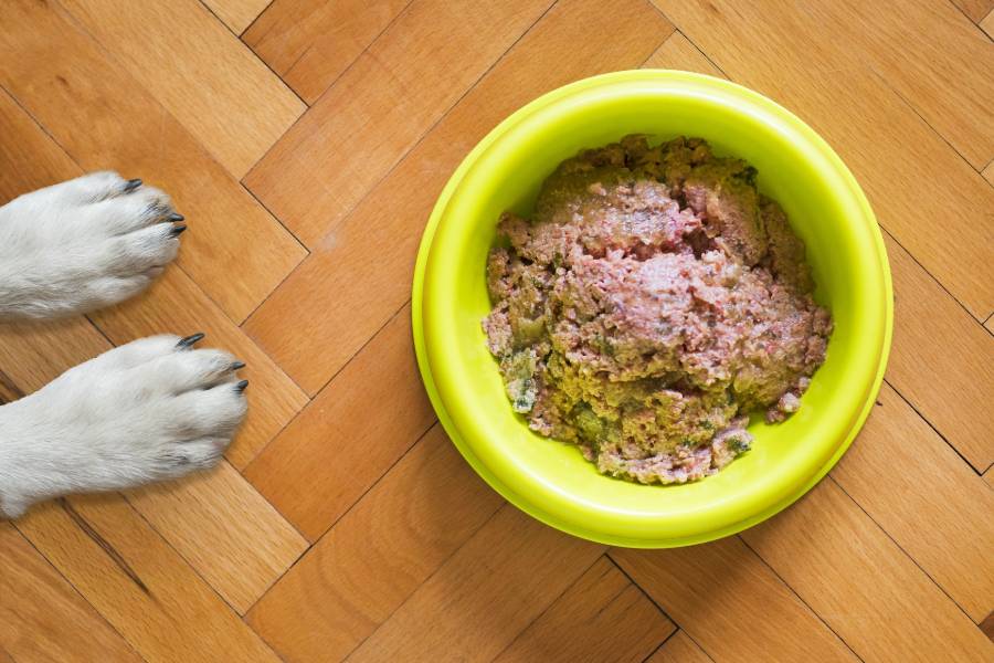 boston terrier sensitive stomach food