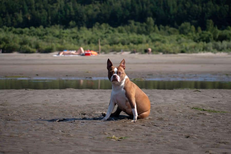 Pregnant Boston Terrier sitting in a sandy beach