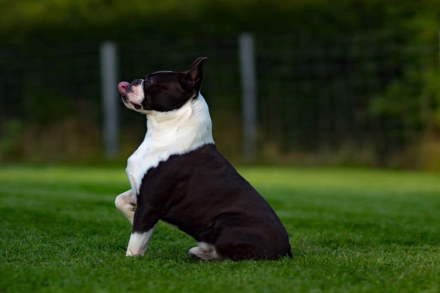 Boston Terrier sitting on the grass