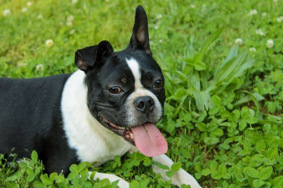 Boston Terrier with ideal markings