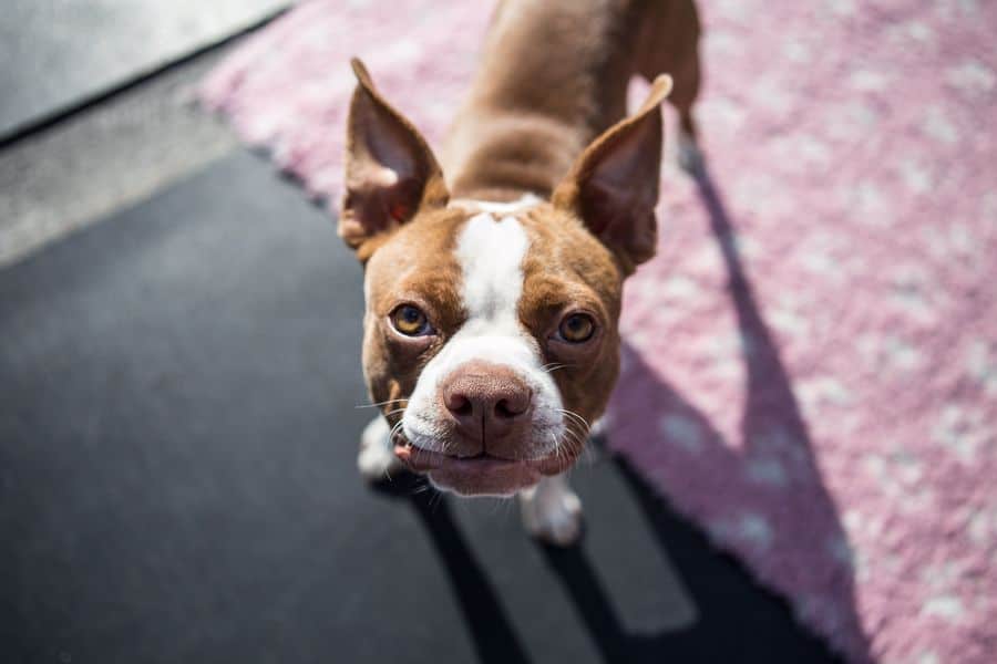 Brown Boston Terrier