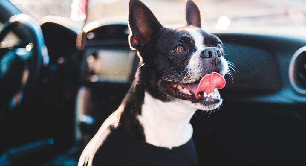 A Boston Terrier with mouth open and curved tongue