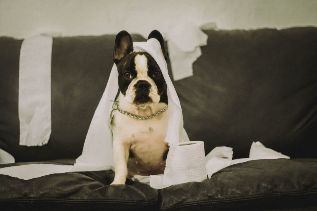 A Boston Terrier with messy tissue paper on the sofa