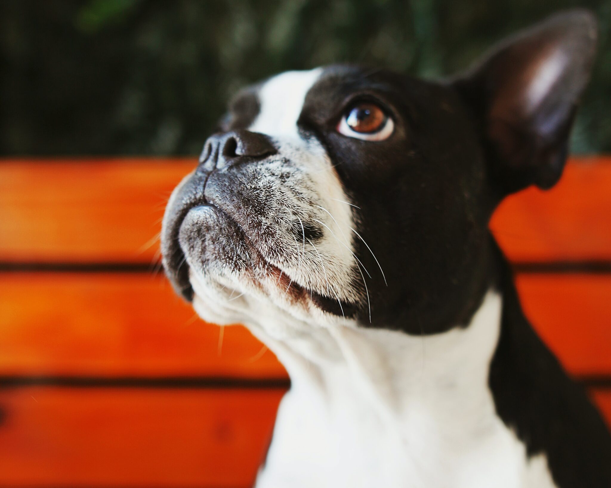 What Is a Merle Boston Terrier TerrierHub