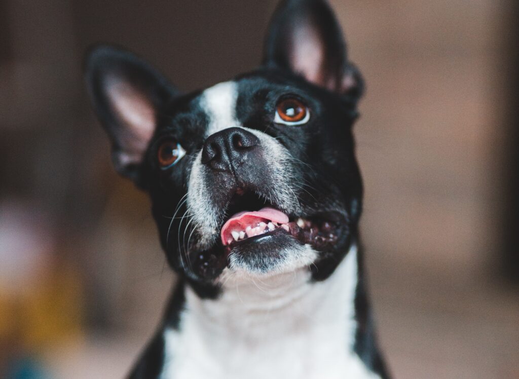 A Boston Terrier looking up with mouth open
