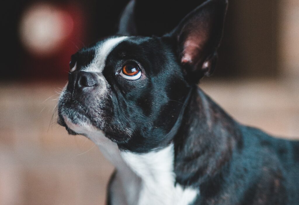 A side view of a Boston Terrier looking up